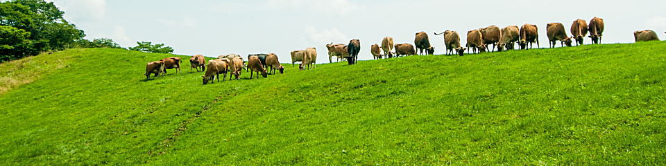 歩いて健康な体づくり・牧場牛の群れ